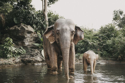 View of elephant drinking water