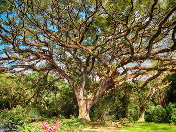View of trees in forest