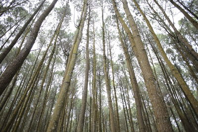 Low angle view of bamboo trees in forest