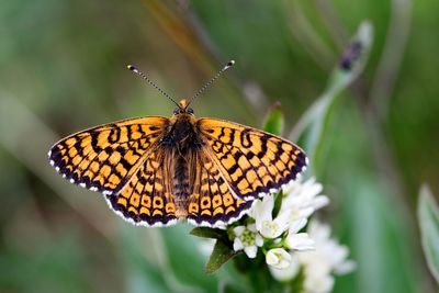 Close-up of butterfly on flower