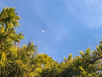 Low angle view of palm trees against blue sky