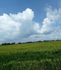 Scenic view of agricultural field against sky