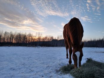 Horse standing on snow covered land