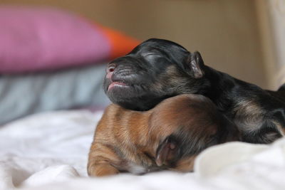 Close-up of puppies relaxing on bed at home
