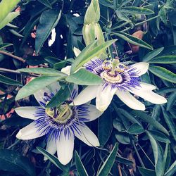 Close-up of passion flower