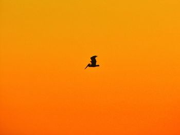 Low angle view of silhouette bird flying against orange sky