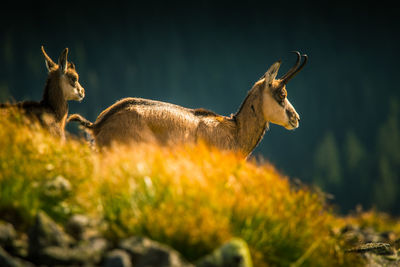 Deer in a field