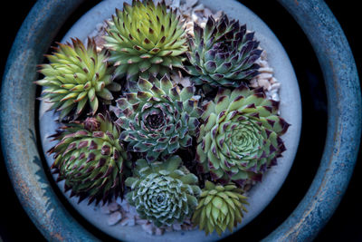 Top view of succulent plant in planting pot