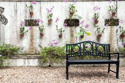 Potted plants on empty bench against wall