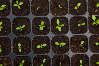 Full frame shot of green plants