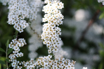 Close-up of white flowering plants in park