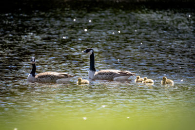 Ducks in lake