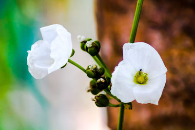 Close-up of white flowering plant