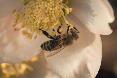 Close-up of bee on flower