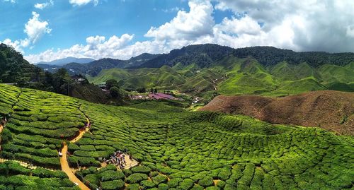 Scenic view of agricultural field against sky