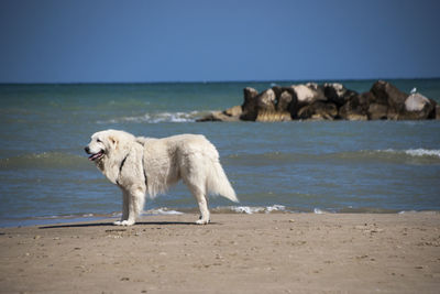 View of dog on beach