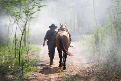 Rear view of man riding horse in forest