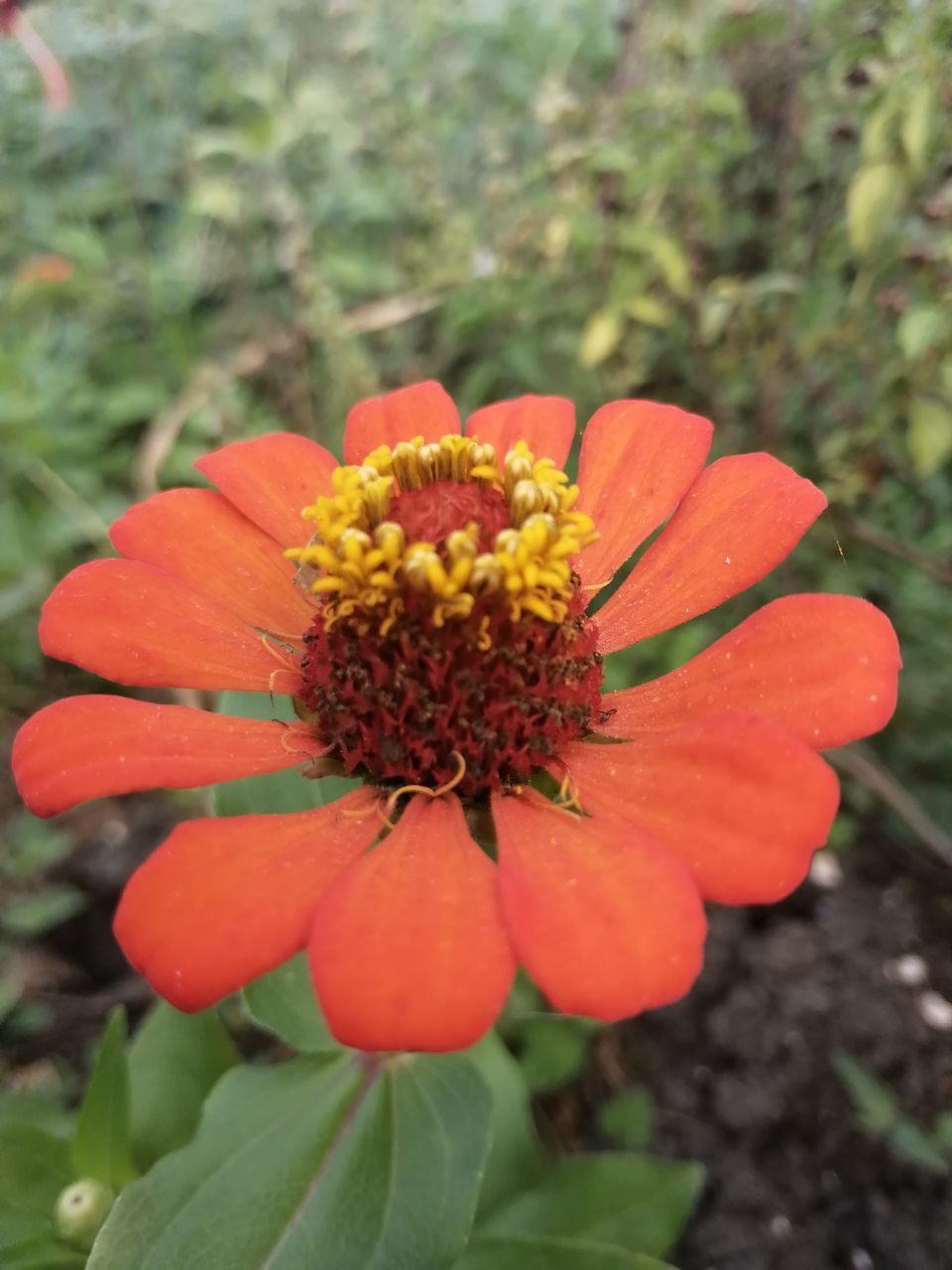 plant, flower, flowering plant, freshness, growth, beauty in nature, close-up, nature, flower head, fragility, petal, inflorescence, wildflower, focus on foreground, no people, day, outdoors, pollen, red, orange color, botany, macro photography, yellow