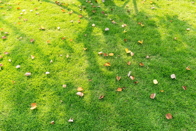 High angle view of flowering plants on field