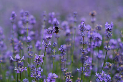 Close-up of bee pollinating on purple flower