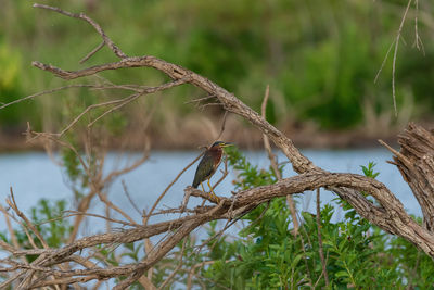 Green heron perched in a dead tree on a lake shore.