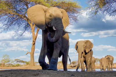 Elephants on field