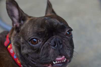 Close-up portrait of a dog