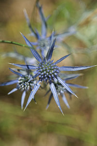 Close-up of purple flower