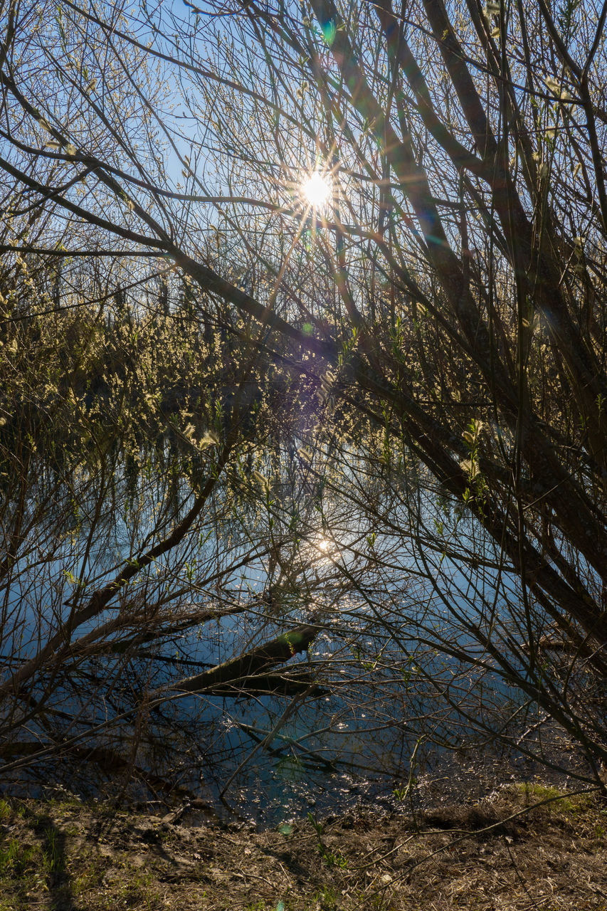 SUN SHINING THROUGH TREES IN FOREST AGAINST BRIGHT SKY