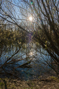 Sun shining through trees in forest