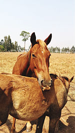 Horse standing in field against sky