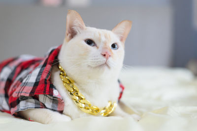 Close-up portrait of white cat