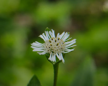 Eclipta prostrata  is a species of plant in the sunflower family.