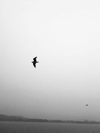 Low angle view of bird flying over sea against clear sky