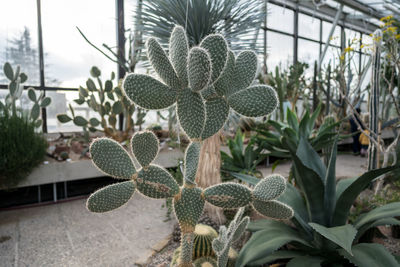 Close-up of succulent plant growing in greenhouse