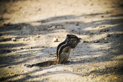 Side view of squirrel on land