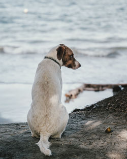 Dog running on beach