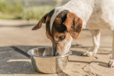 Close-up portrait of dog drinking