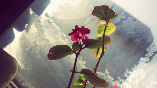 Close-up of plant against water