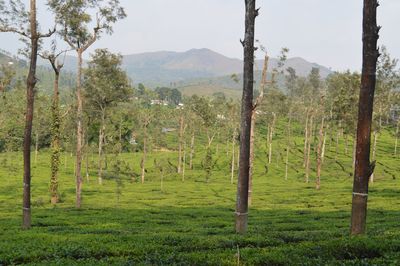 Scenic view of trees on field against sky