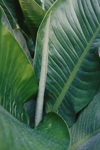 Close-up of fresh green leaves