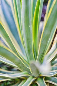 Full frame shot of palm leaf