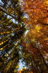 Low angle view of trees in forest