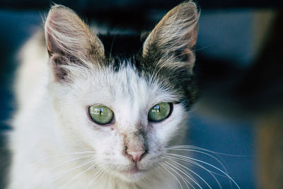 Close-up portrait of a cat