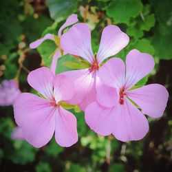 Close-up of pink flower