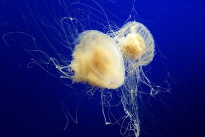 Egg-yolk jellyfish swimming in sea