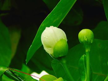 Close-up of water drops on flower