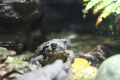 Close-up of turtle