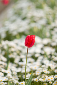 Close-up of red poppy blooming in field