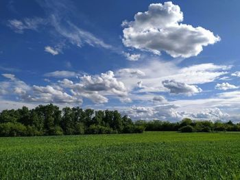 Scenic view of field against sky